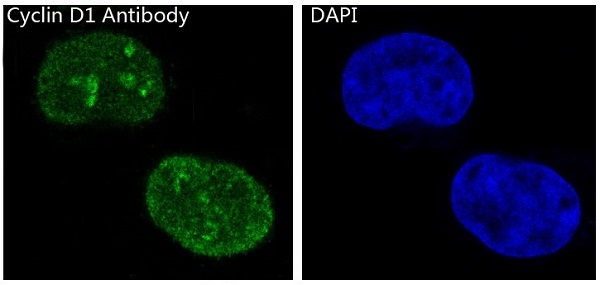 Immunofluorescent analysis of MCF-7 cells, using Cyclin D1 Antibody.