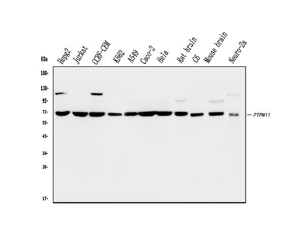 Western blot analysis of SHP2/PTPN11 using anti-SHP2/PTPN11 antibody (M00150-2).