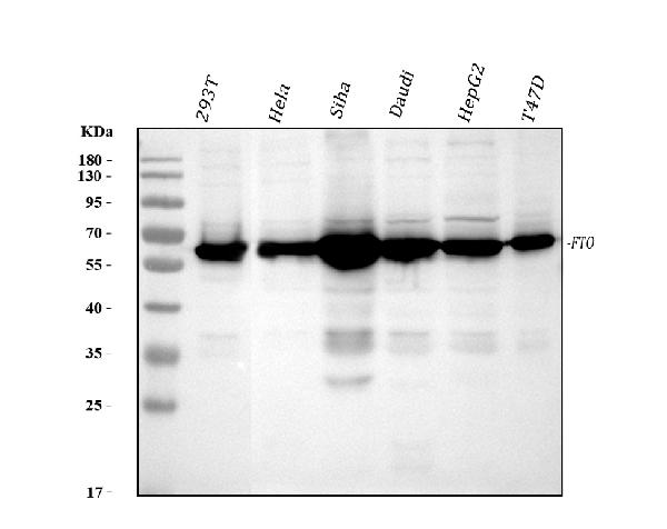 Western blot analysis of FTO expression in (1) 293T cell lysate; (2) HeLa cell lysate; (3) SiHa cell lysate; (4) Daudi cell lysate; (5) HepG2 cell lysate; (6) T47D cell lysate.