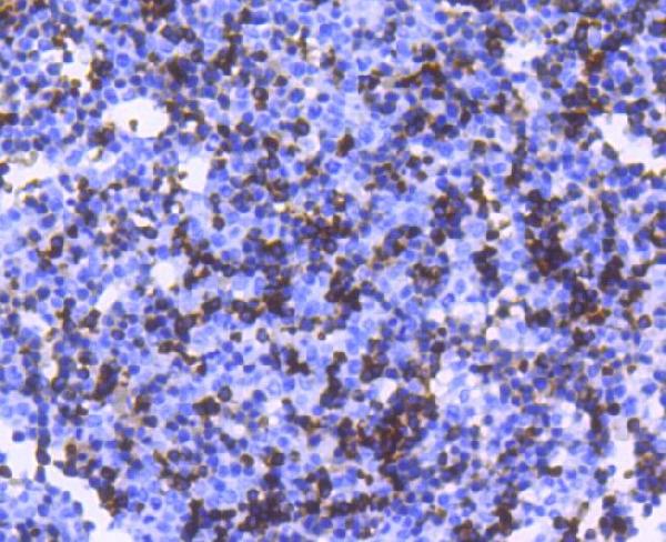 Immunohistochemical analysis of paraffin-embedded mouse embryo tissue using anti-Hemoglobin subunit alpha antibody. The section was pre-treated using heat mediated antigen retrieval with Tris-EDTA buffer (pH 8.0-8.4) for 20 minutes. The tissues were blocked in 5% BSA for 30 minutes at room temperature, washed with ddH2O and PBS, and then probed with the primary antibody for 30 minutes at room temperature. The detection was performed using an HRP conjugated compact polymer system. DAB was used as the chromogen. Tissues were counterstained with hematoxylin and mounted with DPX.