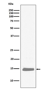 Western blot analysis of Hemoglobin subunit alpha expression in K562 cell lysate.