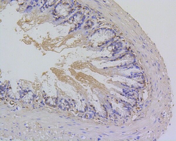 Immunohistochemical analysis of paraffin-embedded mouse colon tissue using anti-Survivin antibody. The section was pre-treated using heat mediated antigen retrieval with Tris-EDTA buffer (pH 8.0-8.4) for 20 minutes.The tissues were blocked in 5% BSA for 30 minutes at room temperature, washed with ddH2O and PBS, and then probed with the primary antibody ( 1/100) for 30 minutes at room temperature. The detection was performed using an HRP conjugated compact polymer system. DAB was used as the chromogen. Tissues were counterstained with hematoxylin and mounted with DPX.