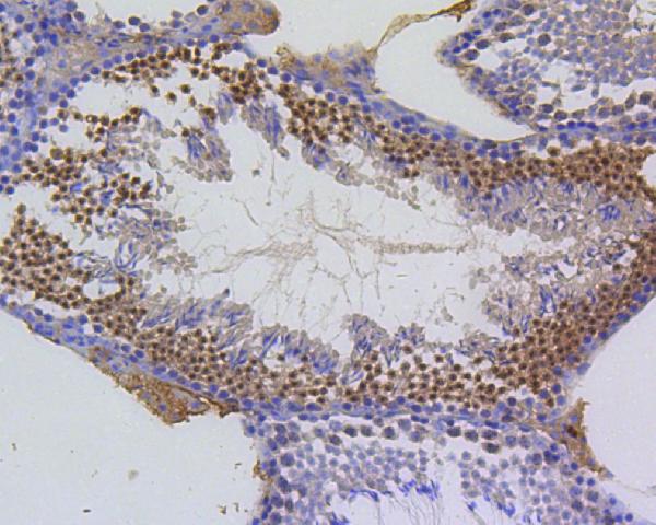 Immunohistochemical analysis of paraffin-embedded mouse testis tissue using anti-Survivin antibody. The section was pre-treated using heat mediated antigen retrieval with Tris-EDTA buffer (pH 8.0-8.4) for 20 minutes.The tissues were blocked in 5% BSA for 30 minutes at room temperature, washed with ddH2O and PBS, and then probed with the primary antibody (1/100) for 30 minutes at room temperature. The detection was performed using an HRP conjugated compact polymer system. DAB was used as the chromogen. Tissues were counterstained with hematoxylin and mounted with DPX.