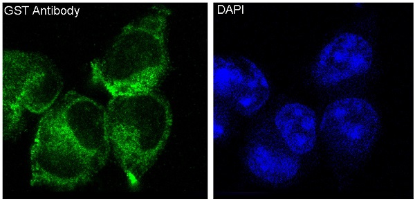 Immunofluorescent analysis of 293 cells, using GST Antibody.