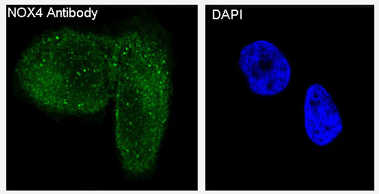 Immunofluorescent analysis of HeLa cells, using NOX4 Antibody.