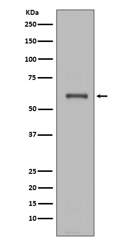 m00403 wb