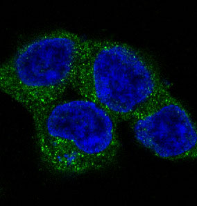 Immunofluorescent analysis of 293 cells, using ULK1 Antibody.