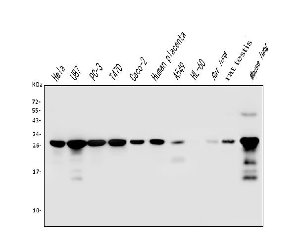 Western blot analysis of Galectin 3/LGALS3 using anti-Galectin 3/LGALS3 antibody (M00621-3).