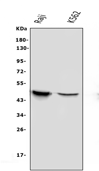 Western blot analysis of APOBEC3G using anti-APOBEC3G antibody (M00708).