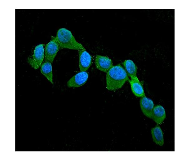 IF analysis of CST3 using anti-CST3 antibody (M00961-1).