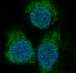 Immunofluorescent analysis of HeLa cells, using eIF4EBP1 Antibody.