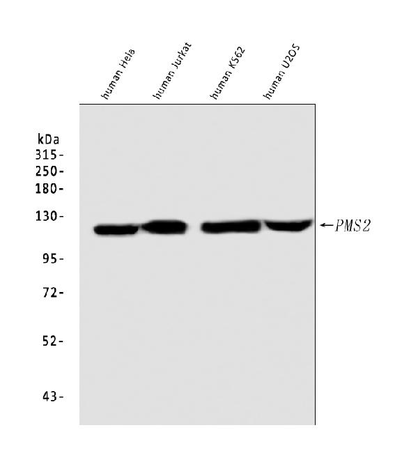 Western blot analysis of PMS2 expression in (1) HeLa cell lysate; (2) Jurkat whole cell lysate; (3) K562 whole cell lysate; (4) U20S whole cell lysate with PMS2 Antibody.