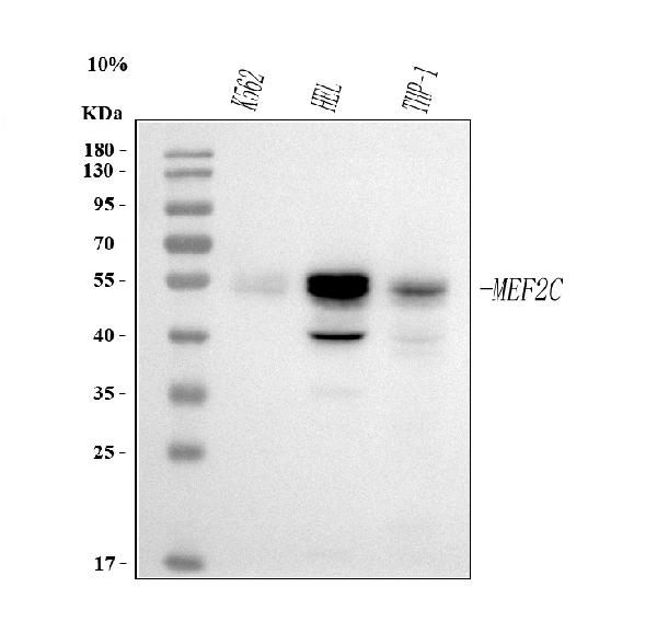 Western blot analysis of MEF2A+MEF2C using anti-MEF2A+MEF2C antibody (M01131).