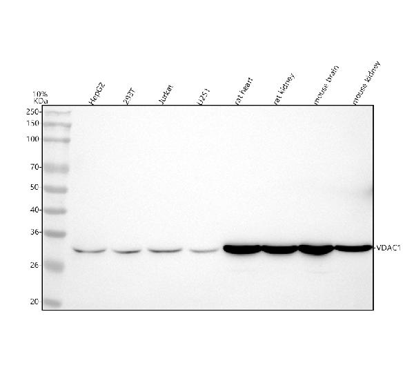 Western blot analysis of Calreticulin expression in (1) HepG2 cell lysate; (2) Jurkat cell lysate.