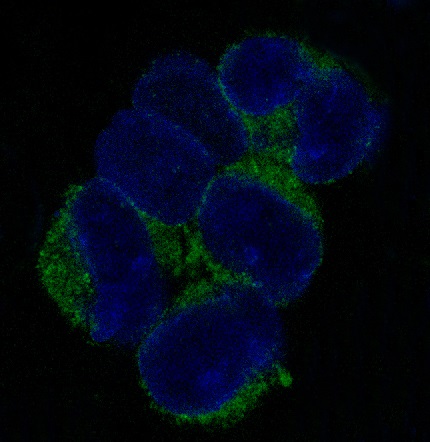 Immunofluorescent analysis of K562 cells, using VCAM1 Antibody.