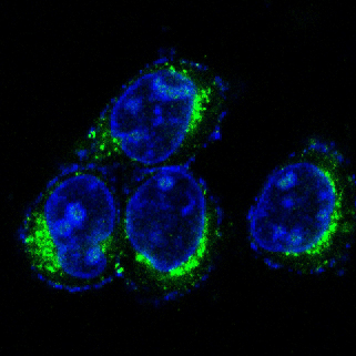 Immunofluorescent analysis of HeLa cells, using CD9 Antibody.