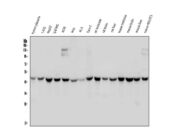 Western blot analysis of WWOX using anti-WWOX antibody (M01223).