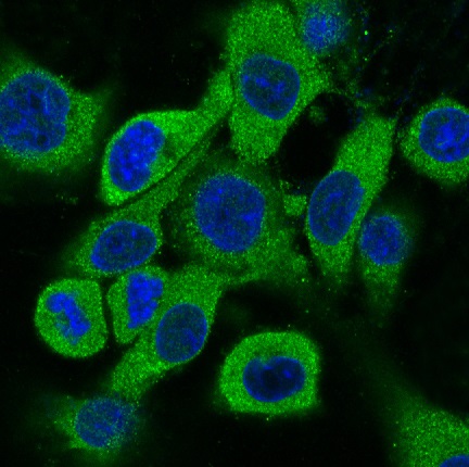 Immunofluorescent analysis of pc-12 cells, using Cytokeratin 18 Antibody.