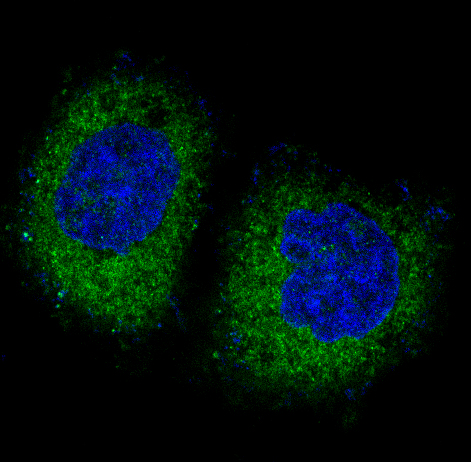 Immunofluorescent analysis of HeLa cells, using PKR Antibody.