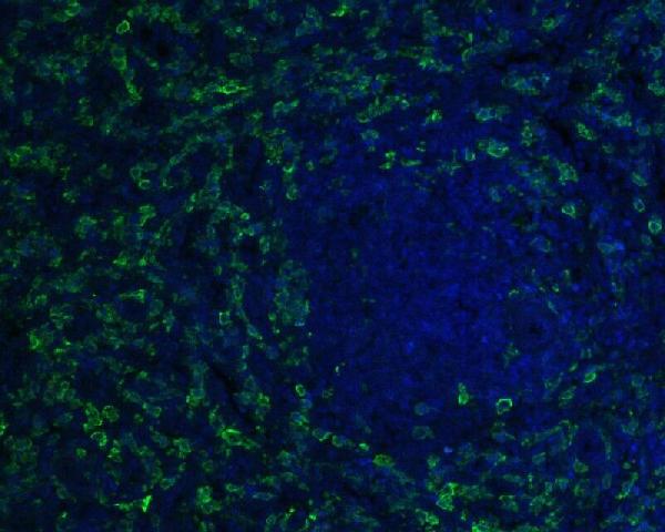 Immunofluorescence staining of paraffin- embedded human spleen tissue using anti-Iba1 antibody.