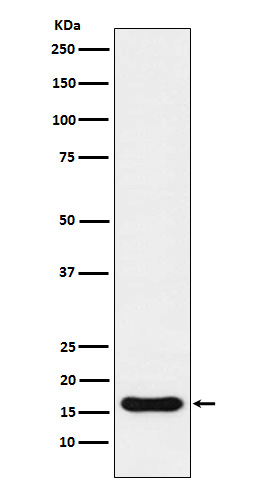 Western blot analysis of Iba1 expression in U937 cell lysate.