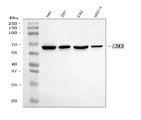 Western blot analysis of CDK8 expression in (1) HeLa cell lysate; (2) 293T cell lysate; (3) K562 cell lysate; (4) MOLT-4 cell lysate.