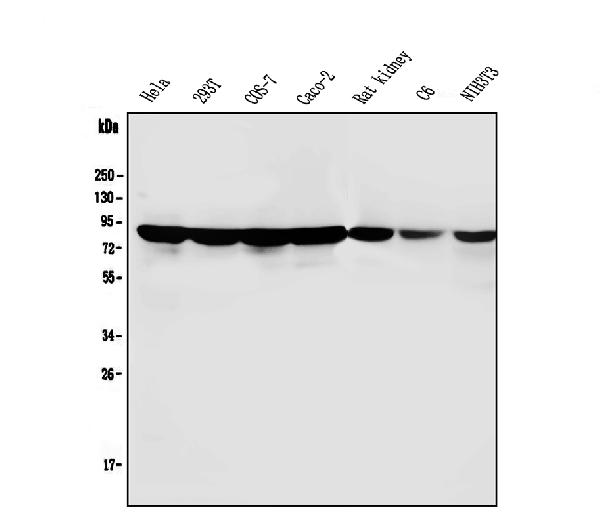 Western blot analysis of PARN using anti-PARN antibody (M01501).