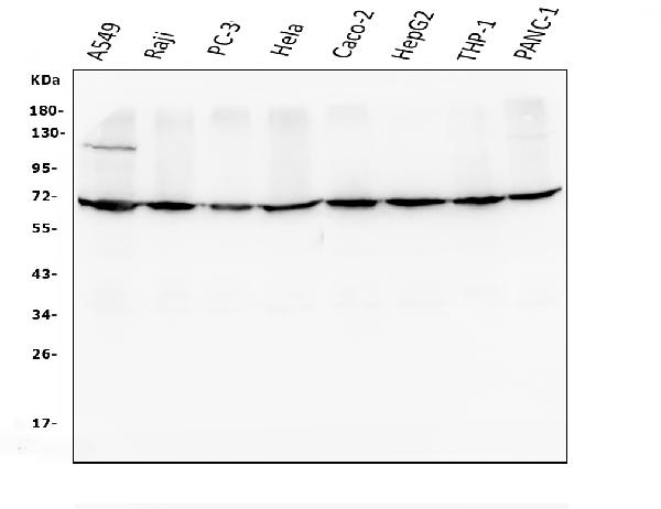 AIF Reliable Braindumps Files