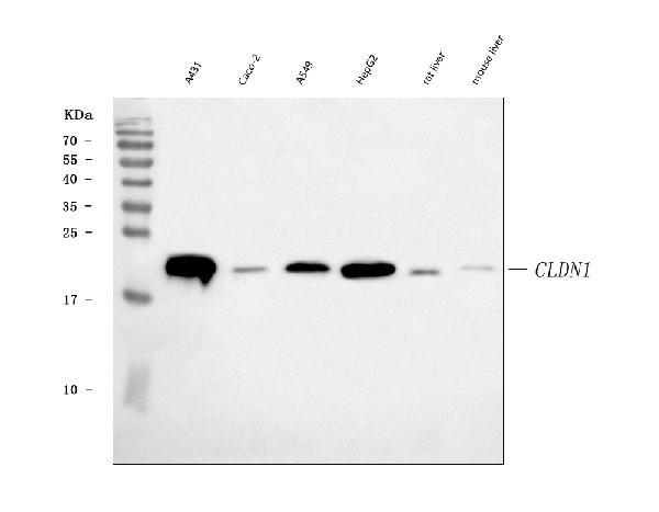 Western blot analysis of Claudin 1 expression in (1) A431 cell lysate; (2) CACO-2 cell lysate; (3) A549 cell lysate; (4) HepG2 cell lysate; (5) rat liver tissue lysate; (6) mouse liver tissue lysate.