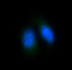 Immunofluorescent analysis of HeLa cells, using FoxO4 Antibody.