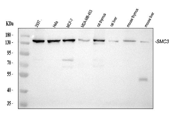 Western blot analysis of SMC3 using anti-SMC3 antibody (M01930-1).