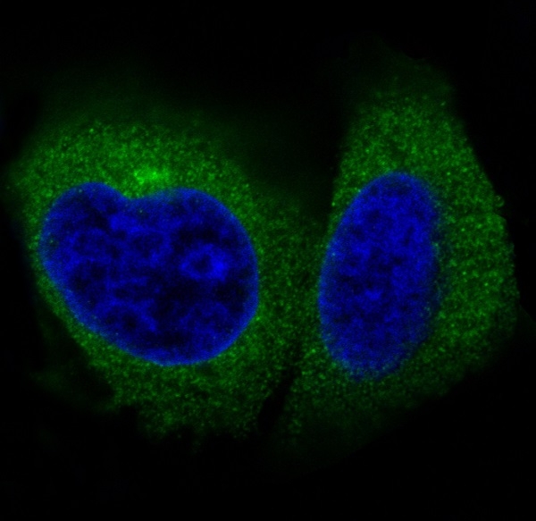 Immunofluorescent analysis of HeLa cells, using Actin Antibody.