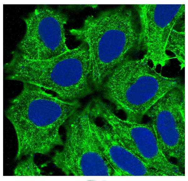 IF analysis of immunocytochemical section of HeLa cells using anti-Actin (Alpha-Actin) antibody (M02014-4) Actin (Alpha-Actin) was detected in immunocytochemical section. Enzyme antigen retrieval was performed using IHC enzyme antigen retrieval reagent (AR0022) for 15 mins. The tissue section was blocked with 10% goat serum. The tissue section was then incubated with 2μg/mL rabbit anti-Actin (Alpha-Actin) Antibody (M02014-4) overnight at 4 &deg