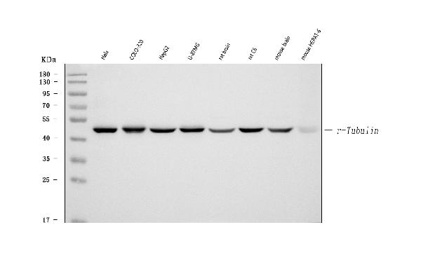 Western blot analysis of Gamma-Tubulin using anti-Gamma-Tubulin antibody (MA1114).