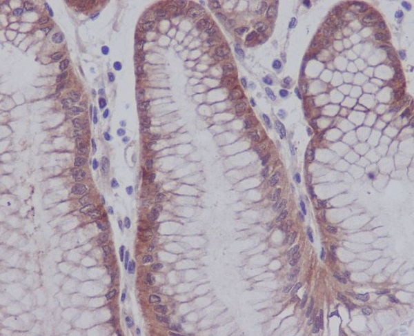 Immunohistochemical analysis of paraffin-embedded human stomach, using Phospho-YAP1 (S127) Antibody.