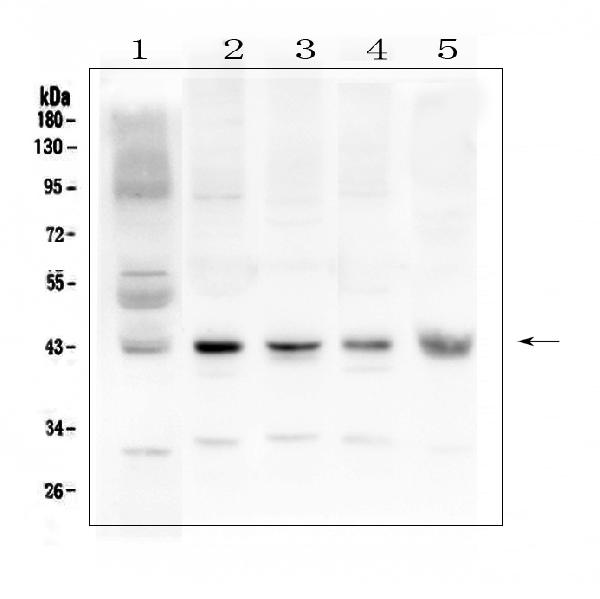 Western blot analysis of Connexin 43/GJA1 using anti-Connexin 43/GJA1 antibody (PA1026-1). Electrophoresis was performed on a 5-20% SDS-PAGE gel at 70V (Stacking gel) / 90V (Resolving gel) for 2-3 hours. The sample well of each lane was loaded with 50ug of sample under reducing conditions. Lane 1: human placenta tissue lysates, Lane 2: rat brain tissue lysates, Lane 3: rat hear tissue lysates, Lane 4: mouse brain tissue lysates, Lane 5: mouse heart tissue lysates. After Electrophoresis, proteins were transferred to a Nitrocellulose membrane at 150mA for 50-90 minutes. Blocked the membrane with 5% Non-fat Milk/ TBS for 1.5 hour at RT. The membrane was incubated with rabbit anti-Connexin 43/GJA1 antigen affinity purified polyclonal antibody (Catalog # PA1026-1) at 0.5 μg/mL overnight at 4°C, then washed with TBS-0.1%Tween 3 times with 5 minutes each and probed with a goat anti-rabbit IgG-HRP secondary antibody at a dilution of 1:10000 for 1.5 hour at RT. The signal is developed using an Enhanced Chemiluminescent detection (ECL) kit (Catalog # EK1002) with Tanon 5200 system. A specific band was detected for Connexin 43/GJA1 at approximately 43KD. The expected band size for Connexin 43/GJA1 is at 43KD.