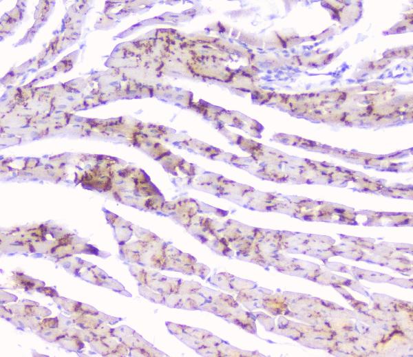 IHC analysis of Connexin 43/GJA1 using anti-Connexin 43/GJA1 antibody (PA1026-1). Connexin 43/GJA1 was detected in paraffin-embedded section of mouse cardiac muscle tissues. Heat mediated antigen retrieval was performed in citrate buffer (pH6, epitope retrieval solution) for 20 mins. The tissue section was blocked with 10% goat serum. The tissue section was then incubated with 1μg/ml rabbit anti-Connexin 43/GJA1 Antibody (PA1026-1) overnight at 4°C. Biotinylated goat anti-rabbit IgG was used as secondary antibody and incubated for 30 minutes at 37°C. The tissue section was developed using Strepavidin-Biotin-Complex (SABC)(Catalog # SA1022) with DAB as the chromogen.