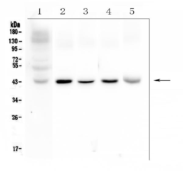 Western blot analysis of Connexin 43/GJA1 using anti-Connexin 43/GJA1 antibody (PA1026). Electrophoresis was performed on a 5-20% SDS-PAGE gel at 70V (Stacking gel) / 90V (Resolving gel) for 2-3 hours. The sample well of each lane was loaded with 50ug of sample under reducing conditions. Lane 1: human placenta tissue lysates, Lane 2: rat brain tissue lysates, Lane 3: rat heart tissue lysates, Lane 4: mouse brain tissue lysates, Lane 5: mouse heart tissue lysates. After Electrophoresis, proteins were transferred to a Nitrocellulose membrane at 150mA for 50-90 minutes. Blocked the membrane with 5% Non-fat Milk/ TBS for 1.5 hour at RT. The membrane was incubated with rabbit anti-Connexin 43/GJA1 antigen affinity purified polyclonal antibody (Catalog # PA1026) at 0.5 μg/mL overnight at 4°C, then washed with TBS-0.1%Tween 3 times with 5 minutes each and probed with a goat anti-rabbit IgG-HRP secondary antibody at a dilution of 1:10000 for 1.5 hour at RT. The signal is developed using an Enhanced Chemiluminescent detection (ECL) kit (Catalog # EK1002) with Tanon 5200 system. A specific band was detected for Connexin 43/GJA1 at approximately 43KD. The expected band size for Connexin 43/GJA1 is at 43KD.