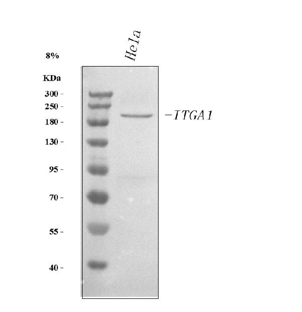 Western blot analysis of Integrin Alpha 1/ITGA1 using anti-Integrin Alpha 1/ITGA1 antibody (PA1045-1).