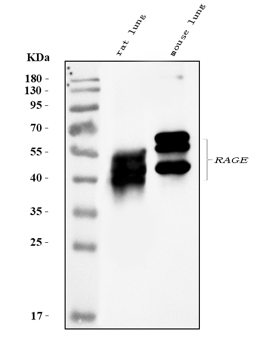 Western blot analysis of RAGE using anti-RAGE antibody (PA1069).