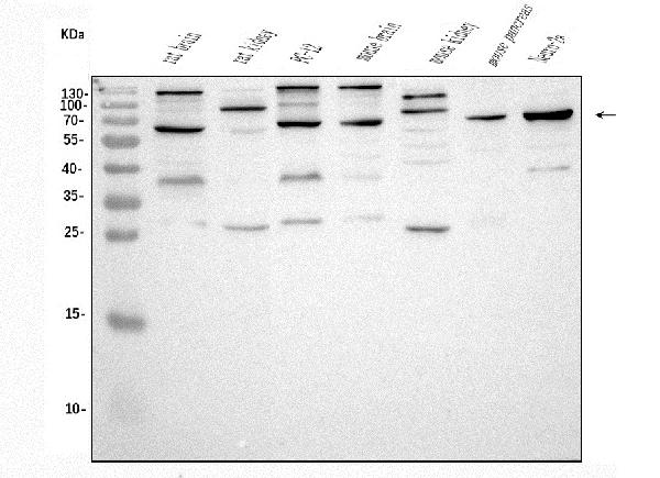 estern blot analysis of SCG3 using anti-SCG3antibody (PA1071).