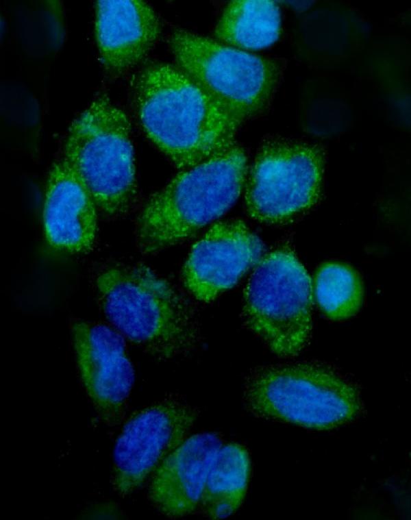 IF analysis of CYCS using anti-CYCS antibody (PA1118). CYCS was detected in immunocytochemical section of A431 cell. Enzyme antigen retrieval was performed using IHC enzyme antigen retrieval reagent (AR0022) for 15 mins. The cells were blocked with 10% goat serum. And then incubated with 2μg/mL rabbit anti-CYCS Antibody (PA1118) overnight at 4°C. DyLight®488 Conjugated Goat Anti-Rabbit IgG (BA1127) was used as secondary antibody at 1:100 dilution and incubated for 30 minutes at 37°C. The section was counterstained with DAPI. Visualize using a fluorescence microscope and filter sets appropriate for the label used.