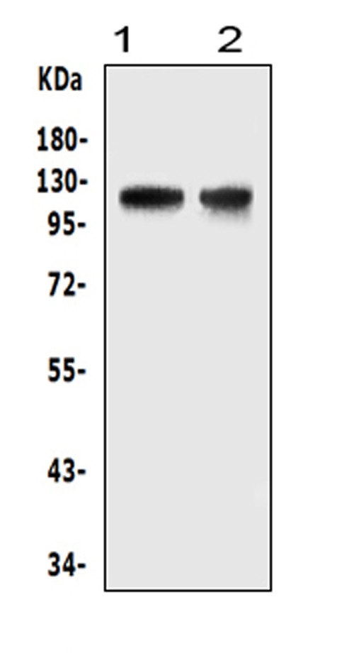 Western blot analysis of HIF-2A using anti-HIF-2A antibody (PA1129-2). Electrophoresis was performed on a 5-20% SDS-PAGE gel at 70V (Stacking gel) / 90V (Resolving gel) for 2-3 hours. The sample well of each lane was loaded with 50ug of sample under reducing conditions. Lane 1: mouse thymus tissue lysates, Lane 2: mouse lun tissue lysates, After Electrophoresis, proteins were transferred to a Nitrocellulose membrane at 150mA for 50-90 minutes. Blocked the membrane with 5% Non-fat Milk/ TBS for 1.5 hour at RT. The membrane was incubated with rabbit anti-HIF-2A antigen affinity purified polyclonal antibody (Catalog # PA1129-2) at 0.5 μg/mL overnight at 4°C, then washed with TBS-0.1%Tween 3 times with 5 minutes each and probed with a goat anti-rabbit IgG-HRP secondary antibody at a dilution of 1:10000 for 1.5 hour at RT. The signal is developed using an Enhanced Chemiluminescent detection (ECL) kit (Catalog # EK1002) with Tanon 5200 system. A specific band was detected for HIF-2A at approximately 120KD. The expected band size for HIF-2A is at 96KD.