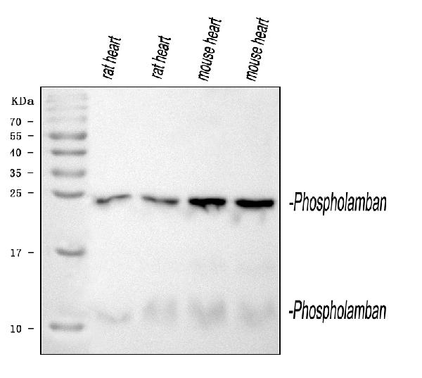 Western blot analysis of PLN using anti-PLN antibody (PA1309).