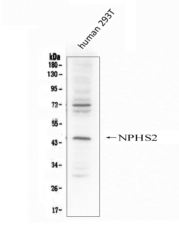 Western blot analysis of NPHS2 using anti-NPHS2 antibody (PA1322-1). Electrophoresis was performed on a 5-20% SDS-PAGE gel at 70V (Stacking gel) / 90V (Resolving gel) for 2-3 hours. The sample well of each lane was loaded with 50ug of sample under reducing conditions. Lane 1: human 293T whole cell lysates. After Electrophoresis, proteins were transferred to a Nitrocellulose membrane at 150mA for 70 minutes. Blocked the membrane with 5% Non-fat Milk/ TBS for 1.5 hour at RT. The membrane was incubated with rabbit anti-NPHS2 antigen affinity purified polyclonal antibody (Catalog # PA1322-1) at 0.5 μg/mL overnight at 4°C, then washed with TBS-0.1%Tween 3 times with 5 minutes each and probed with a goat anti-rabbit IgG-HRP secondary antibody at a dilution of 1:10000 for 1.5 hour at RT. The signal is developed using an Enhanced Chemiluminescent detection (ECL) kit (Catalog # EK1002) with Tanon 5200 system. A specific band was detected for NPHS2 at approximately 45KD. The expected band size for NPHS2 is at 42KD.