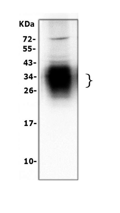 Western blot analysis of SFTPA1 using anti-SFTPA1 antibody (PA1347). Electrophoresis was performed on a 5-20% SDS-PAGE gel at 70V (Stacking gel) / 90V (Resolving gel) for 2-3 hours. The sample well of each lane was loaded with 50ug of sample under reducing conditions. Lane 1: rat lung tissue lysates, After Electrophoresis, proteins were transferred to a Nitrocellulose membrane at 150mA for 50-90 minutes. Blocked the membrane with 5% Non-fat Milk/ TBS for 1.5 hour at RT. The membrane was incubated with rabbit anti-SFTPA1 antigen affinity purified polyclonal antibody (Catalog # PA1347) at 0.5 μg/mL overnight at 4°C, then washed with TBS-0.1%Tween 3 times with 5 minutes each and probed with a goat anti-rabbit IgG-HRP secondary antibody at a dilution of 1:10000 for 1.5 hour at RT. The signal is developed using an Enhanced Chemiluminescent detection (ECL) kit (Catalog # EK1002) with Tanon 5200 system. A specific band was detected for SFTPA1 at approximately 26-35KD. The expected band size for SFTPA1 is at 26KD.