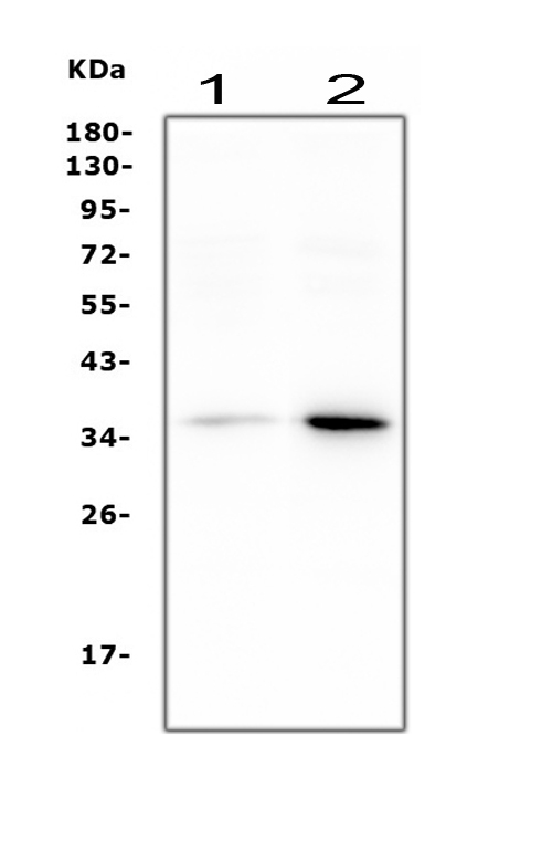 Western blot analysis of Annexin A2 using anti-Annexin A2 antibody (PA1348). Electrophoresis was performed on a 5-20% SDS-PAGE gel at 70V (Stacking gel) / 90V (Resolving gel) for 2-3 hours. The sample well of each lane was loaded with 50ug of sample under reducing conditions. Lane 1: mouse spleen tissue lysates Lane 2: mouse NIH/3T3 whole cell lysates After Electrophoresis, proteins were transferred to a Nitrocellulose membrane at 150mA for 50-90 minutes. Blocked the membrane with 5% Non-fat Milk/ TBS for 1.5 hour at RT. The membrane was incubated with rabbit anti-Annexin A2 antigen affinity purified polyclonal antibody (Catalog # PA1348) at 0.5 μg/mL overnight at 4°C, then washed with TBS-0.1%Tween 3 times with 5 minutes each and probed with a goat anti-rabbit IgG-HRP secondary antibody at a dilution of 1:10000 for 1.5 hour at RT. The signal is developed using an Enhanced Chemiluminescent detection (ECL) kit (Catalog # EK1002) with Tanon 5200 system. A specific band was detected for Annexin A2 at approximately 36KD. The expected band size for Annexin A2 is at 39KD.