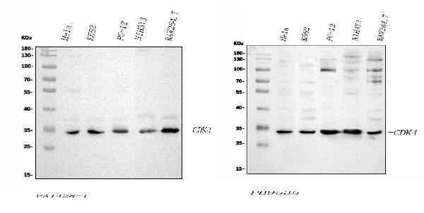 Western blot analysis of CDK4 using anti-CDK4 antibody (PA1428-1, Left) and anti-CDK4 antibody (PB9535, Right).