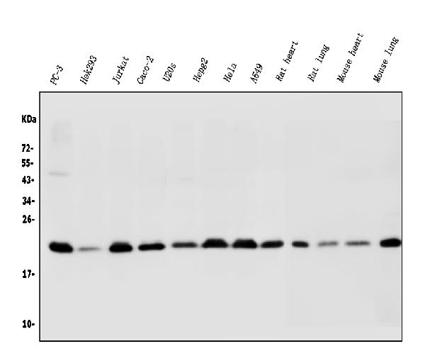 Western blot analysis of BAK/BAK1 using anti-BAK/BAK1 antibody (PA1437).