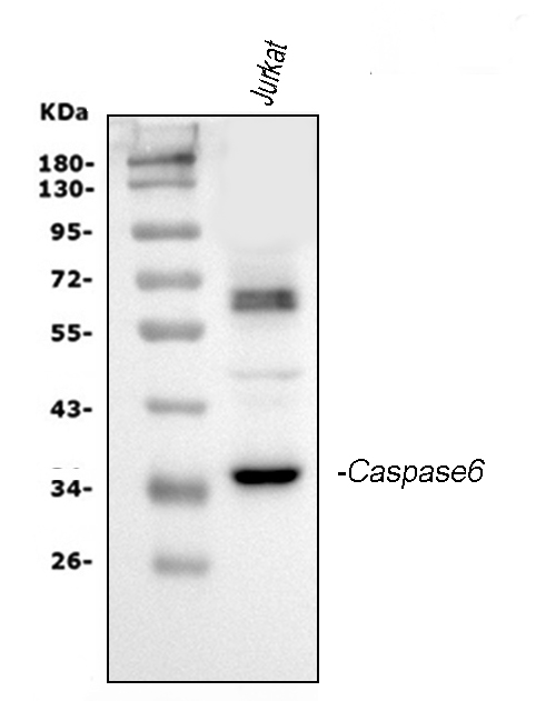 Western blot analysis of Caspase-6(P18) using anti-Caspase-6(P18) antibody (PA1441).